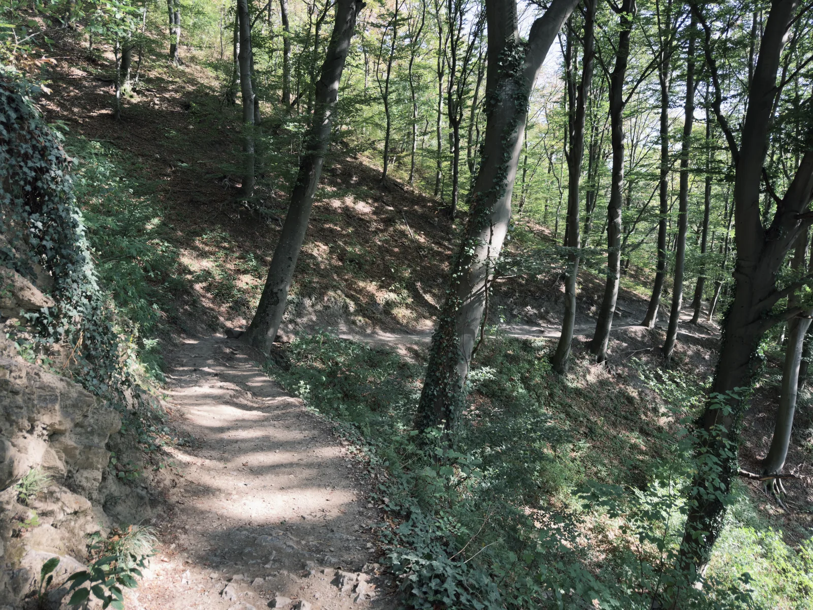 The trail descends through a beech forest