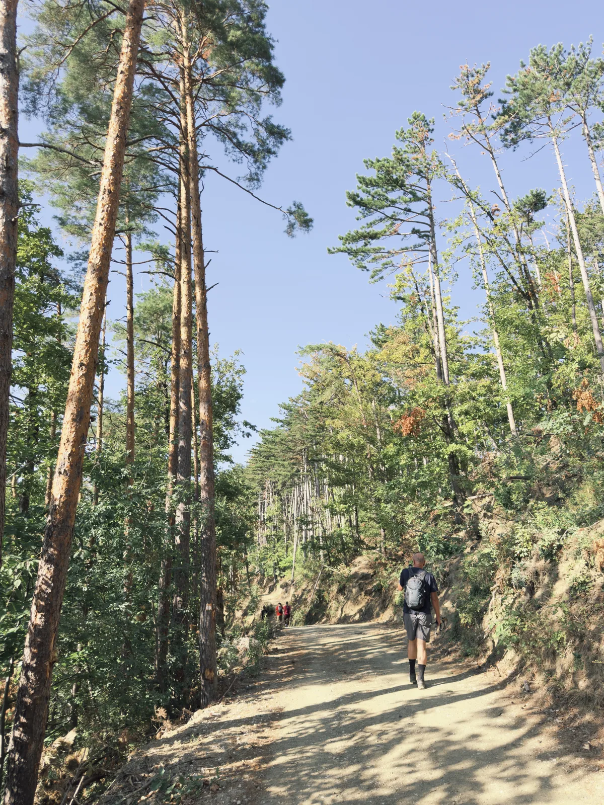 The start of the climb - wide, sunny… the trail really is beautiful