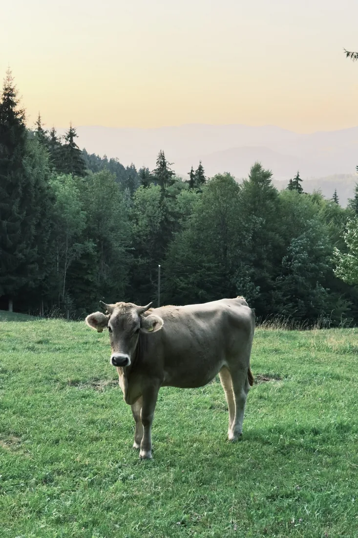 The lady of the pasture, a kilometre and a half from the end